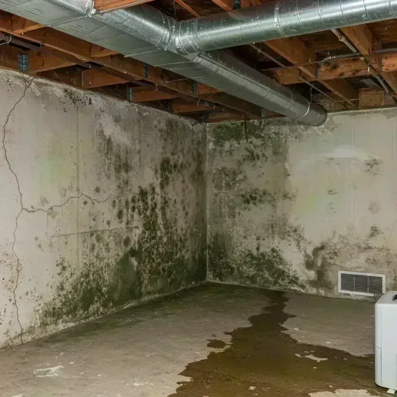 Professional Mold Removal in Dellwood, MO